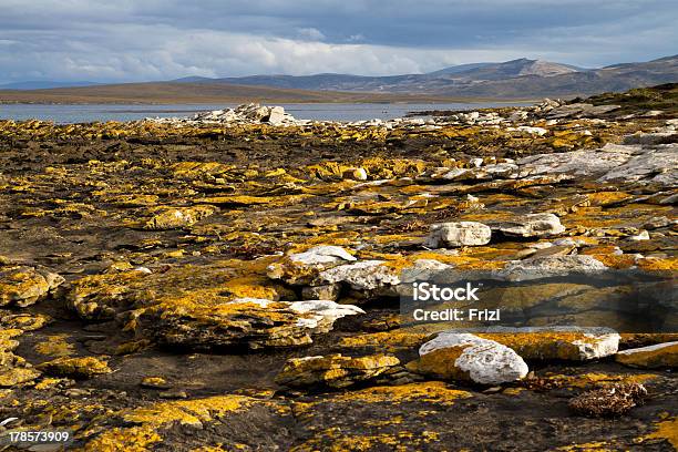 Foto de Litoral Das Ilhas Falkland e mais fotos de stock de Amarelo - Amarelo, Beleza, Beleza natural - Natureza
