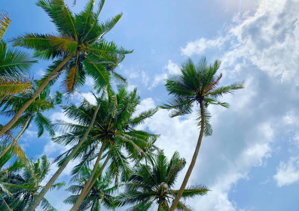 istock Tropical palm tree with blue sky and cloud abstract background. Summer vacation and nature travel adventure concept. 1785740346