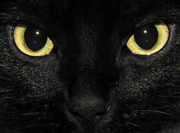 close-up of black cat yellow eyes stock photo