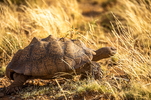 South African Turtle in the South African wild.