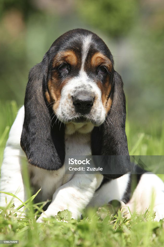 Adorable puppy of basset hound looking at you Adorable puppy of basset hound looking directly at you Alertness Stock Photo