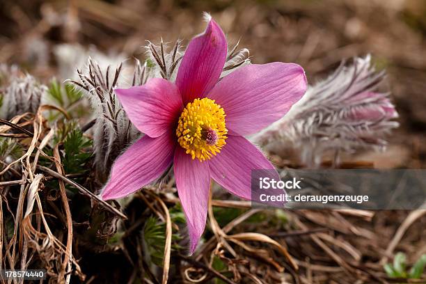 Herald Of Spring Stock Photo - Download Image Now - Anemone Flower, Beard, Buttercup Family