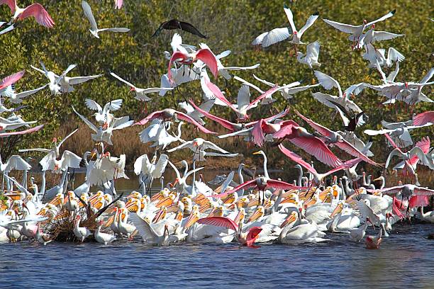 istock Large Flock of Water Birds Feeding 178574448