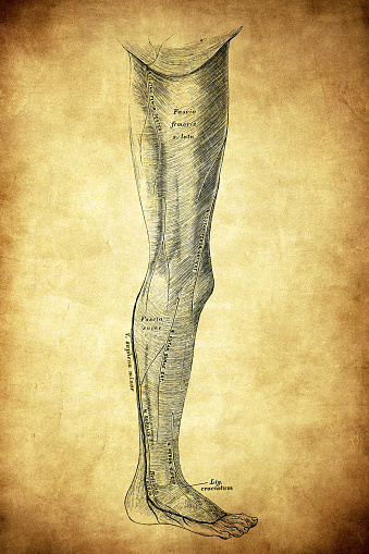 The fascia of the lower extremity on the outer side