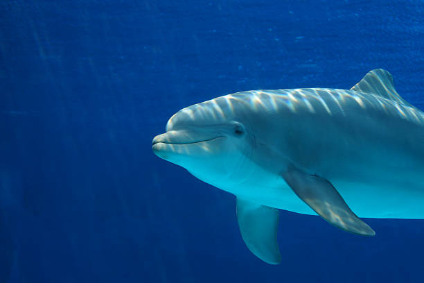 golfinho - allegro imagens e fotografias de stock