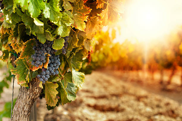 vignobles au coucher du soleil - sunlit grapes photos et images de collection