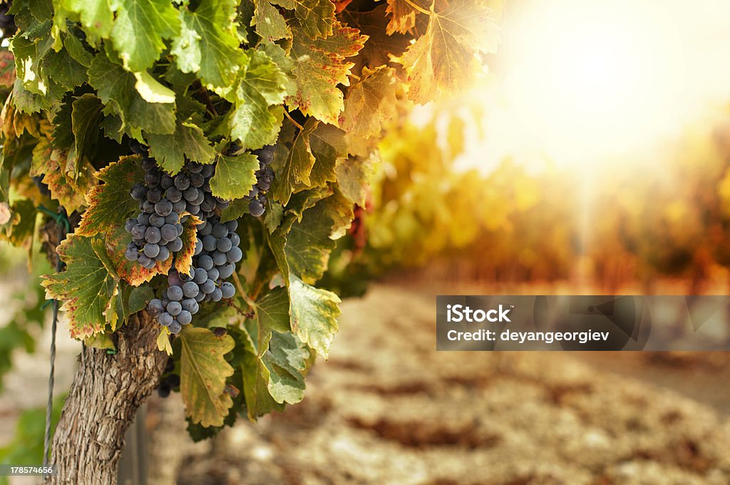 Vineyards at sunset Vineyards at sunset in autumn harvest. Ripe grapes in fall.Cluster grapes on left Vineyard Stock Photo