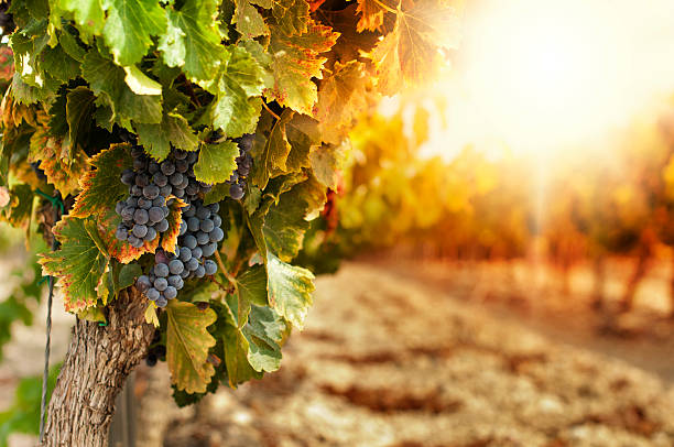 Vineyards at sunset Vineyards at sunset in autumn harvest. Ripe grapes in fall.Cluster grapes on left winery stock pictures, royalty-free photos & images