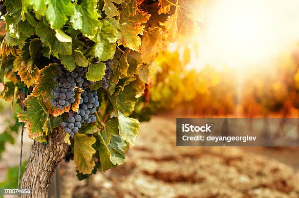 Vineyards At Sunset Stock Photo - Download Image Now - Vineyard, Grape, Autumn