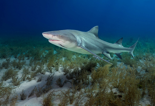 Eye level with a Lemon Shark (Negaprion brevirostris). Blue sea behind & shadow on the sea floor. Ramora (suckerfish) in attendance.