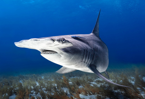 Eye level with a Great hammerhead shark (Sphyrna mokarran) with attending Ramora (suckerfish). Blue sea behind & shadow over coral garden below.