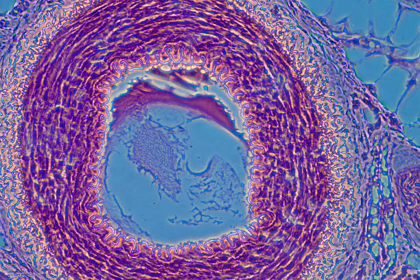 micrograph of blood vessel, artery and vein science medical anthropotomy physiology micrograph of blood vessel, artery and vein. scientific micrograph photos stock pictures, royalty-free photos & images