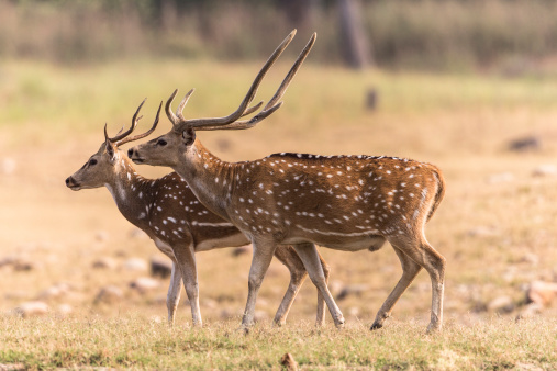 The chital or cheetal, also known as chital deer, spotted deer or axis deer is a deer which commonly inhabits wooded regions of India, Sri Lanka, Nepal, Bangladesh, Bhutan, and in small numbers in Pakistan.