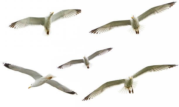 istock Set of sea gulls isolated on white 178574893