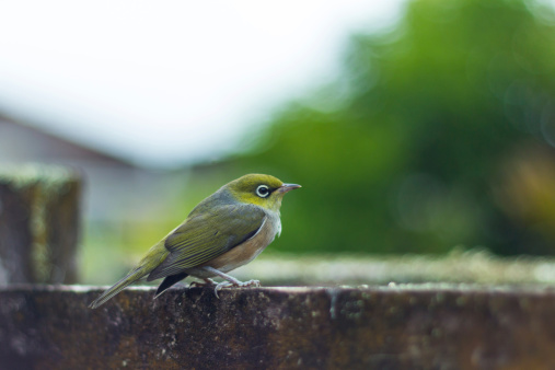 Little Waxeye bird perched on a fence