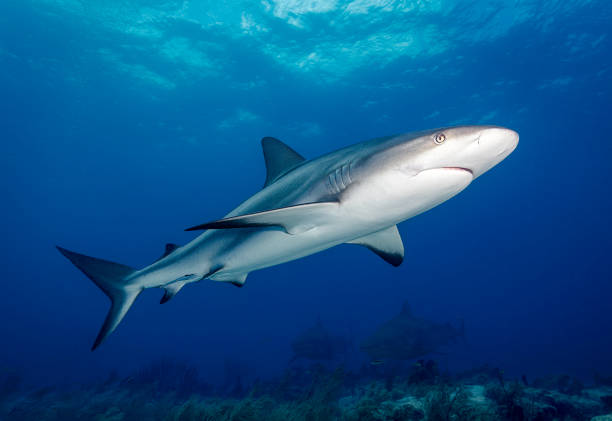 istock Caribbean Reef Shark (Carcharhinus perezii) near the surface 1785749476