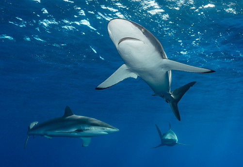 Eye level with three Caribbean Reef Sharks (Carcharhinus perezii) near the surface. Blue sea behind and surface waves above.