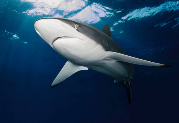 istock Caribbean Reef Shark (Carcharhinus perezii) near the surface 1785750028