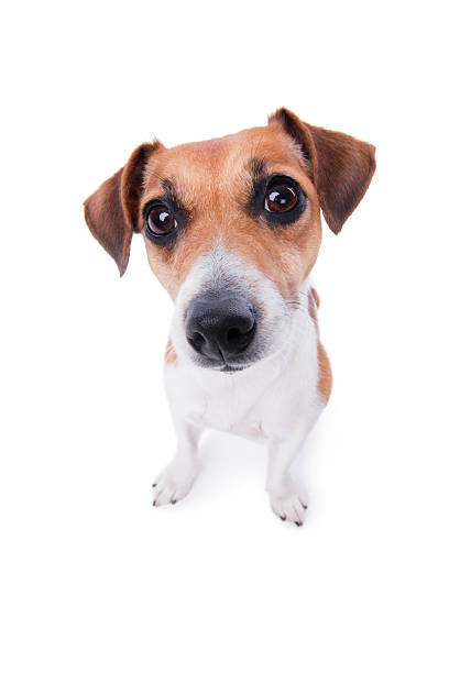 istock lovely puppy. animal emotions 178575061