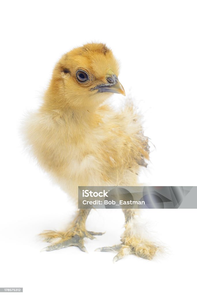Jedwabiste Chicken - Zbiór zdjęć royalty-free (Białe tło)