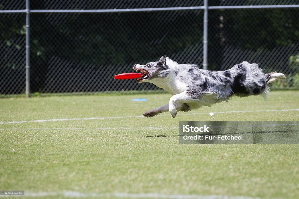 Border Collie catching a frisbee disc this merle border collie is flying through the air and just about to catch a frisbee disc in its jaws Border Collie Stock Photo