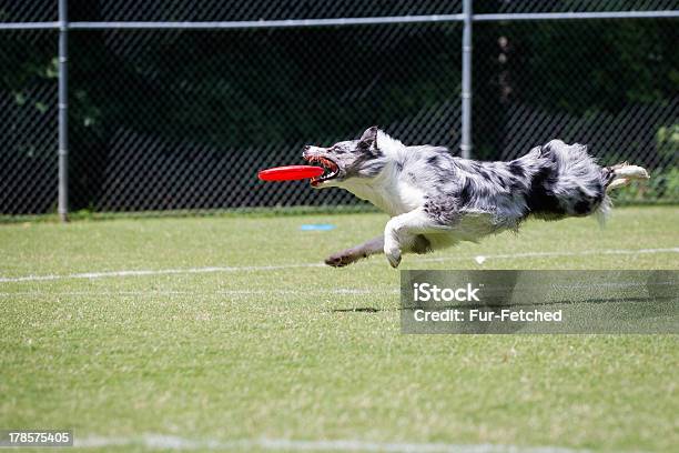 Border Collie Catching A Frisbee Disc Stock Photo - Download Image Now - Border Collie, Plastic Disc, Agility