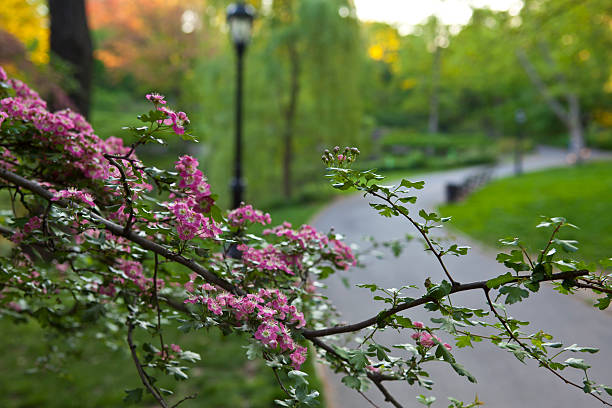 istock Central Park in the early morning 178575539