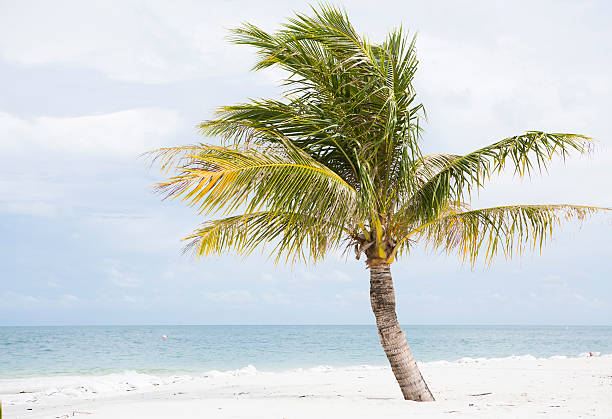 istock coconut palm on the island beach 178575602