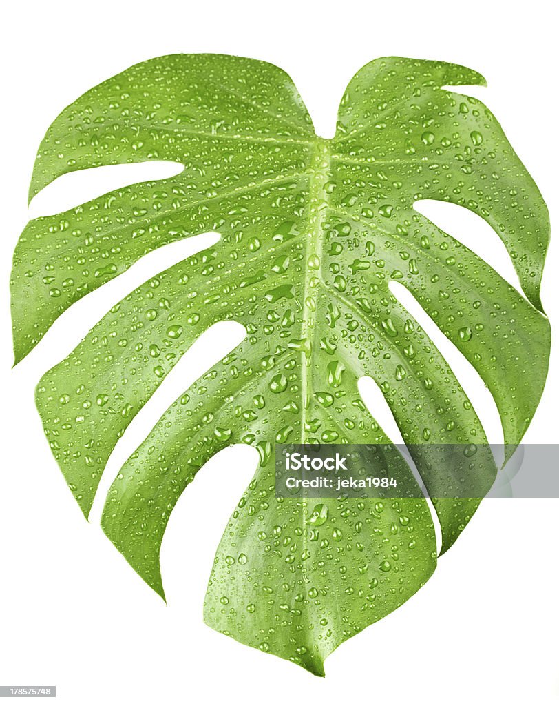 Grande Monstera Folha Verde Da Planta Com Água Gotas - Fotografias de stock  e mais imagens de Abraçar Árvore - iStock