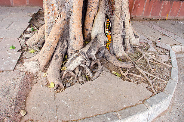 big tree roots in India , Delhi city street