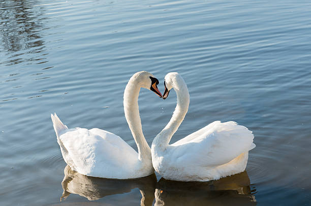 istock Couple of swans 178576012