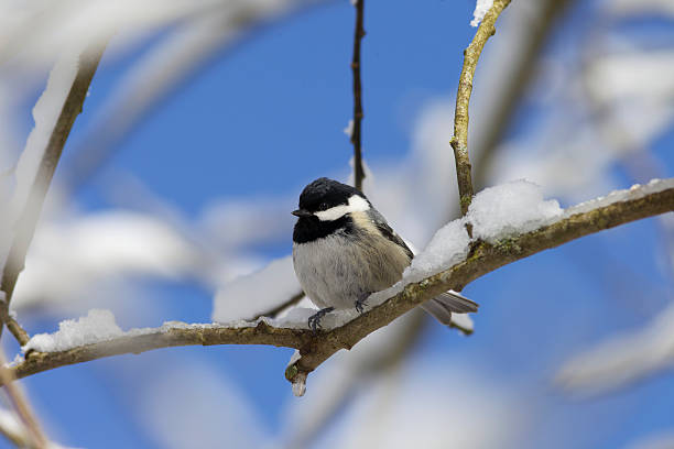 Bird Bird on a tree in Winter knurl stock pictures, royalty-free photos & images