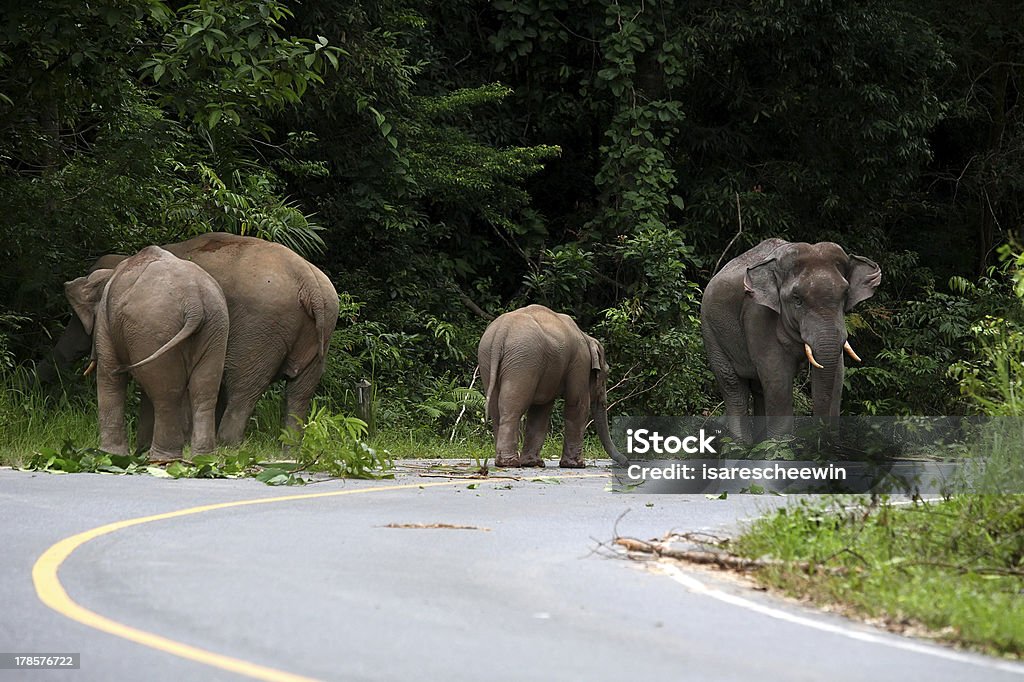 Asiático de elefantes - Foto de stock de Animal libre de derechos