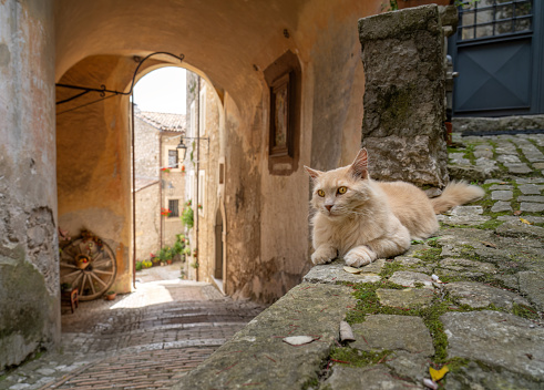 Castro dei Volsci is a medieval town in the Province of Frosinone, Lazio.