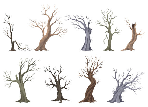 illustrations, cliparts, dessins animés et icônes de vieil ensemble d’arbre mort, écorce effrayante rugueuse, silhouette de branche nue sèche. vecteur forêt effrayante, tronc sans feuilles. concept de problèmes d’écologie de la nature. icône des plantes de la saison d’hiver ou d’automne isolée - tree branch tree trunk leaf