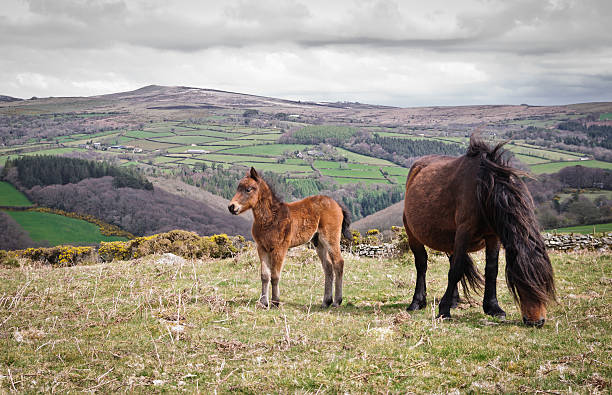 дартмур ponies - hill grass heath moor стоковые фото и изображения