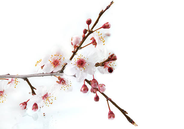 istock Branch with blossoms. Isolated on white background. 178576948