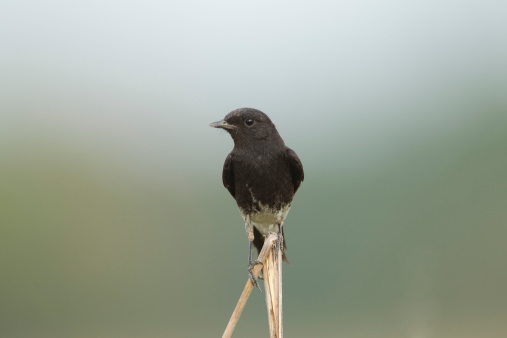 The Oriental Magpie-Robin is a small passerine bird that was formerly classed as a member of the thrush family Turdidae, but now considered an Old World flycatcher.