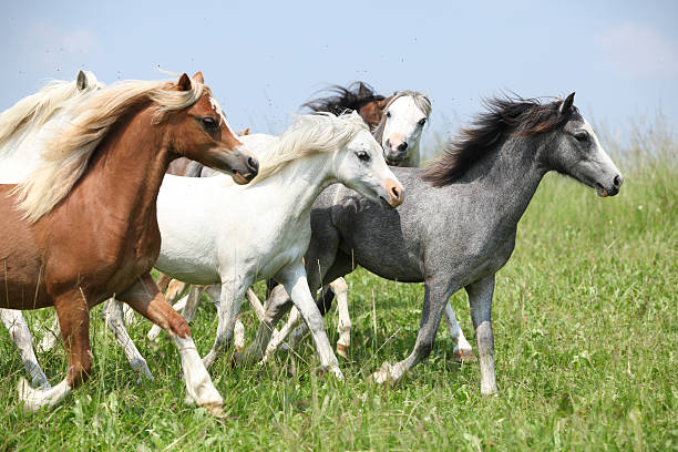 Batch of welsh ponnies running together on pasturage Batch of young welsh ponnies running together on green pasturage welsh pony foal stock pictures, royalty-free photos & images
