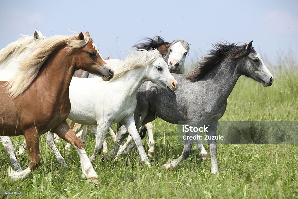 Lote de welsh ponnies correndo juntos em pasturage - Foto de stock de Alazão - Cor de Cavalo royalty-free