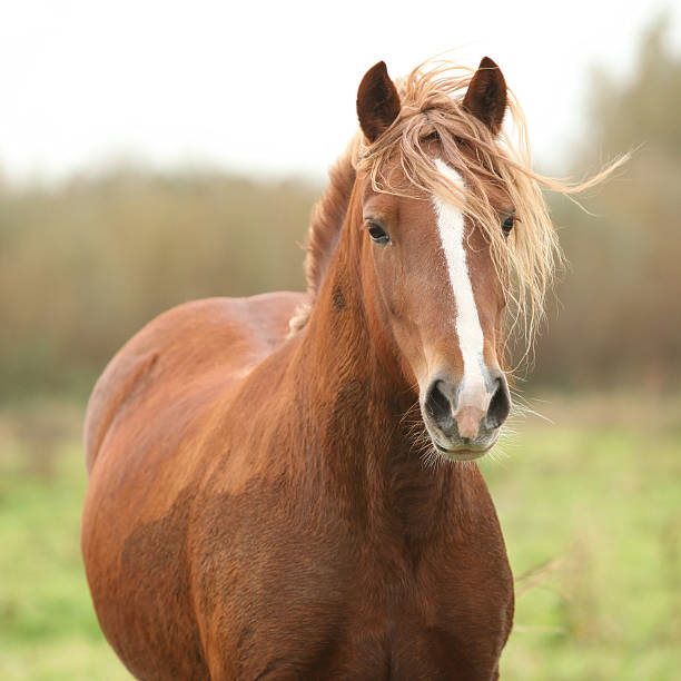 istock Portrait of welsh pony 178577156