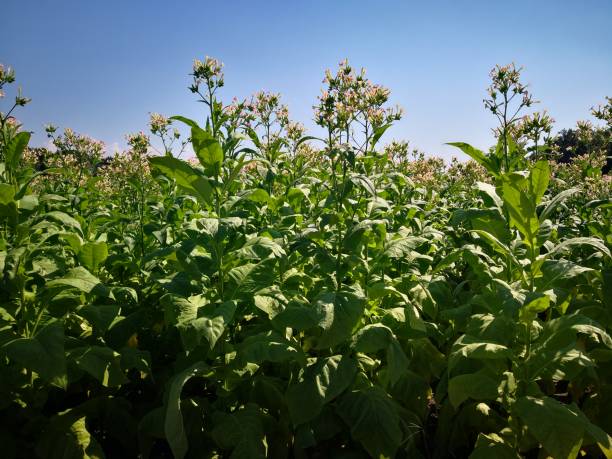 Beauty of tobacco plants in full inflorescence plantas de alta floración de tabaco cultivado común (nicotiana tabacum, virginia o tabaco americano) con grandes hojas verdes y flores rosadas en la parte superior de las plantas en el campo agrícola (plantación de tabaco) en el fondo del cielo azul en