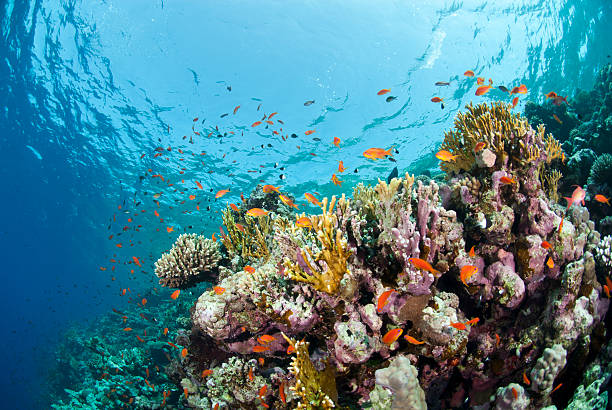 istock Vibrant and colourful underwater tropical coral reef scene, buzz 178577359