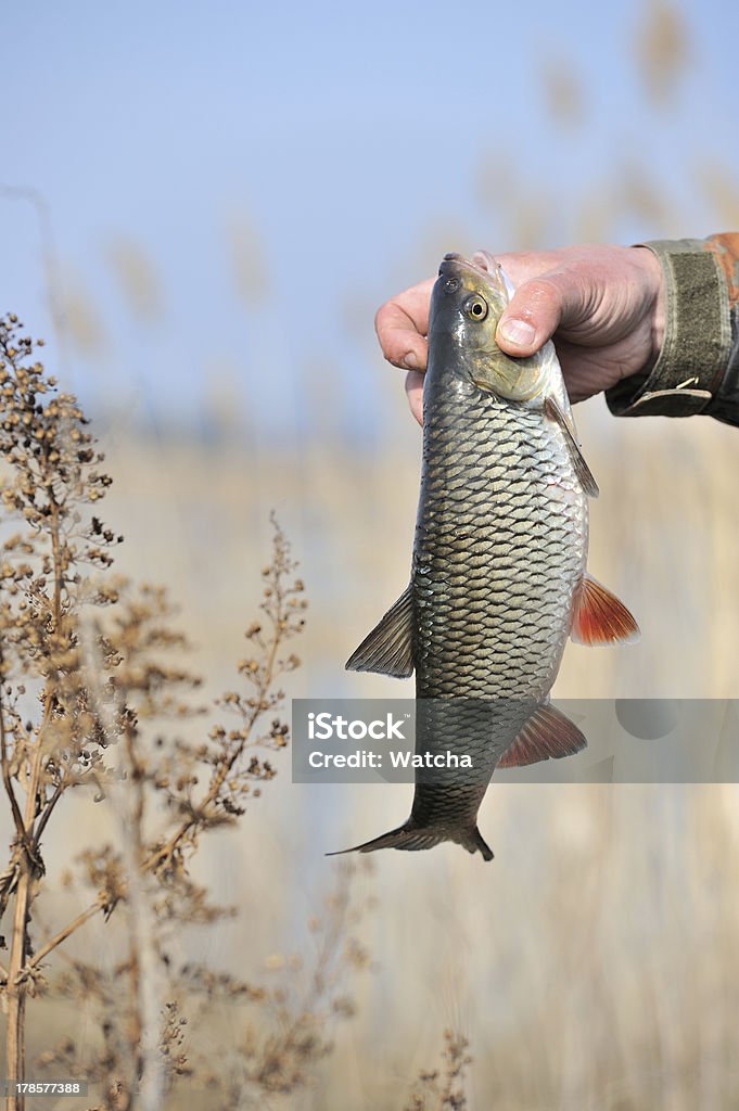 Pescador pescado Chub de retención (Leuciscus Cephalus) - Foto de stock de Actividades recreativas libre de derechos