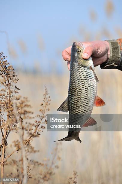 Pescador Pescado Chub De Retención Foto de stock y más banco de imágenes de Actividades recreativas