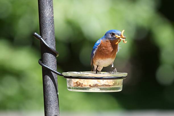 Eastern Bluebird At Feeder American song bird of the Thrush subfamily feeding on mealworms. bluebird bird stock pictures, royalty-free photos & images