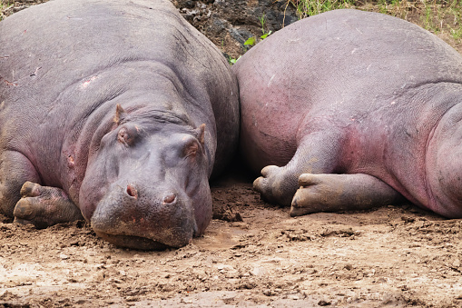 Photo of a couple of hippos resting by the Mara River at the maasai Mara national Reserve in Kenya, África.