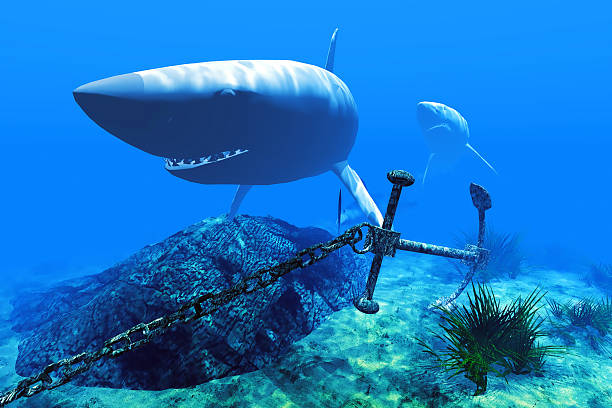 istock Two sharks in the Caribbean waters 178577758