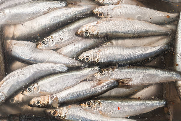 small salted fish anchovies in marinade under cover