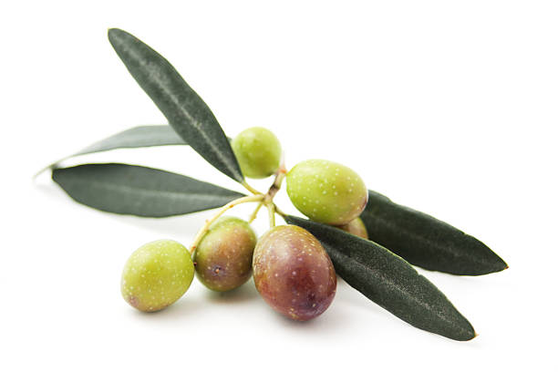 istock Branch of olive with fruit 178578226